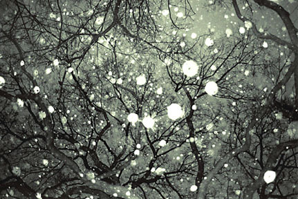 A image of black showed trees on a green background with white light splotches.